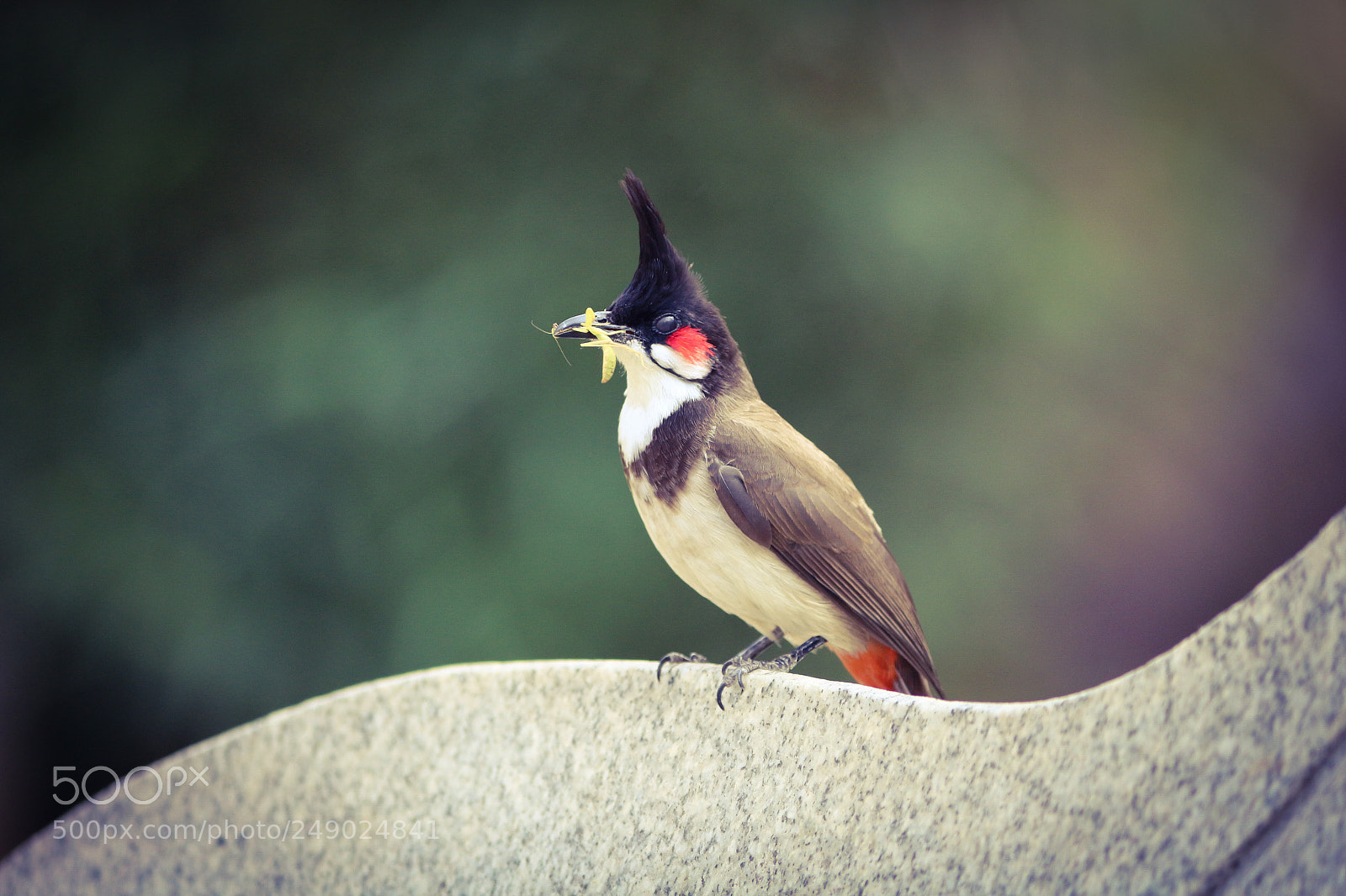 Canon EOS 700D (EOS Rebel T5i / EOS Kiss X7i) sample photo. Red-whiskered bulbul photography