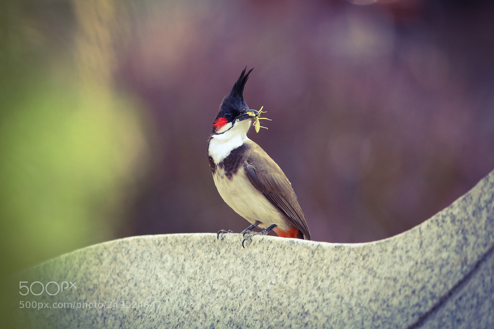 Canon EOS 700D (EOS Rebel T5i / EOS Kiss X7i) sample photo. Red-whiskered bulbul photography