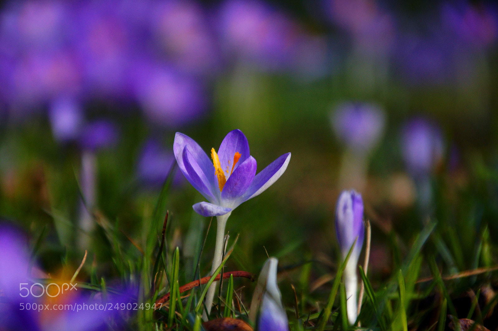 Sony SLT-A77 sample photo. Spring photography