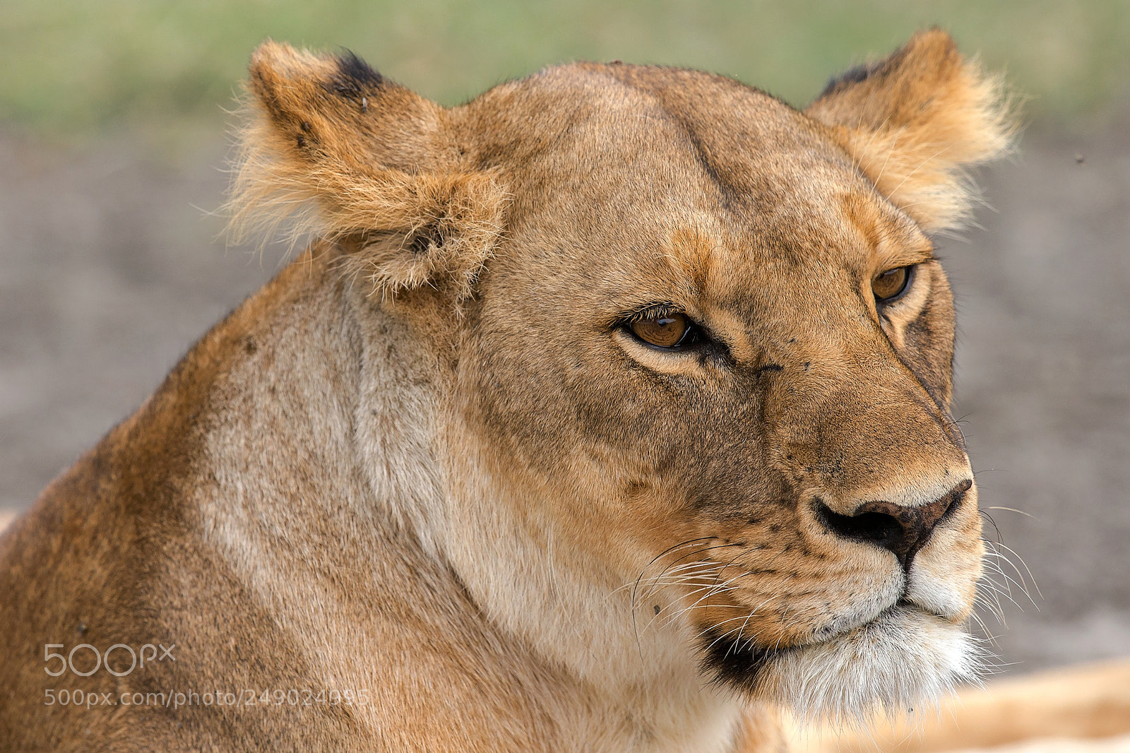 Canon EOS-1D X sample photo. The queen photography