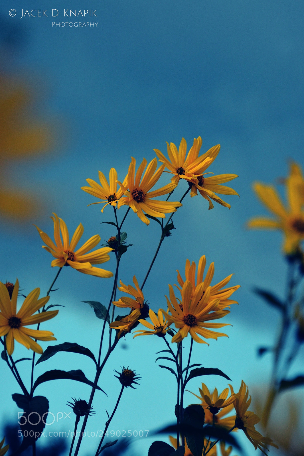 Nikon D7100 sample photo. G photography