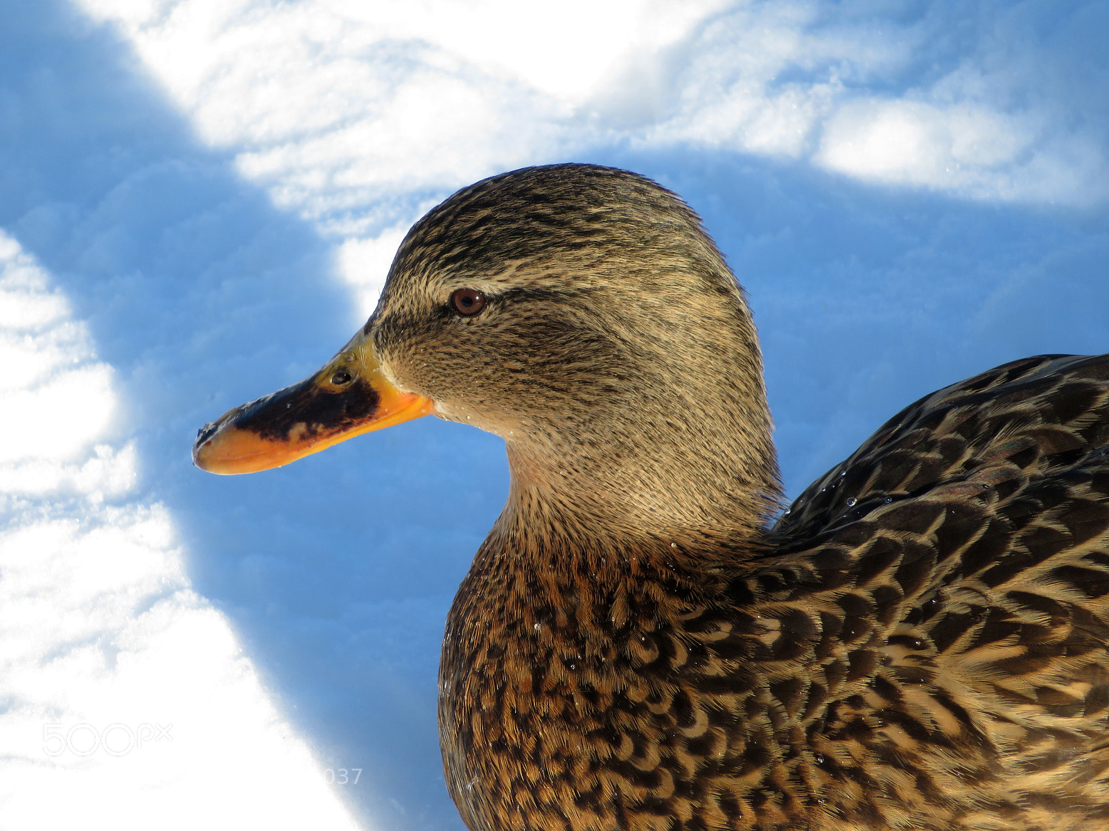 Canon PowerShot SX720 HS sample photo. Mallard on the snow photography