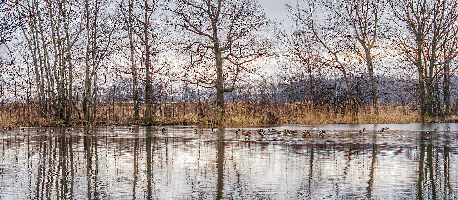 Sony SLT-A58 sample photo. Alle meine entchen photography