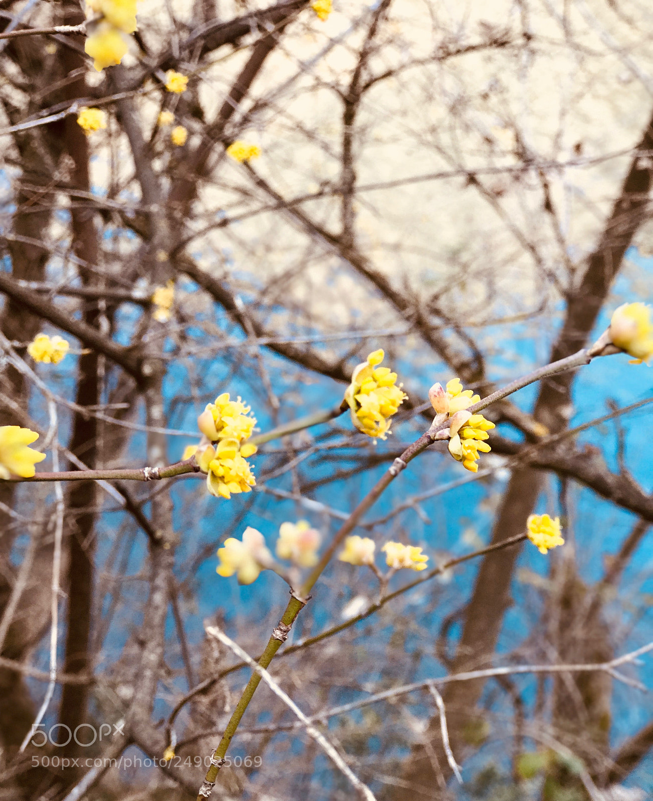Apple iPhone 7 Plus sample photo. Yellow by the lake photography