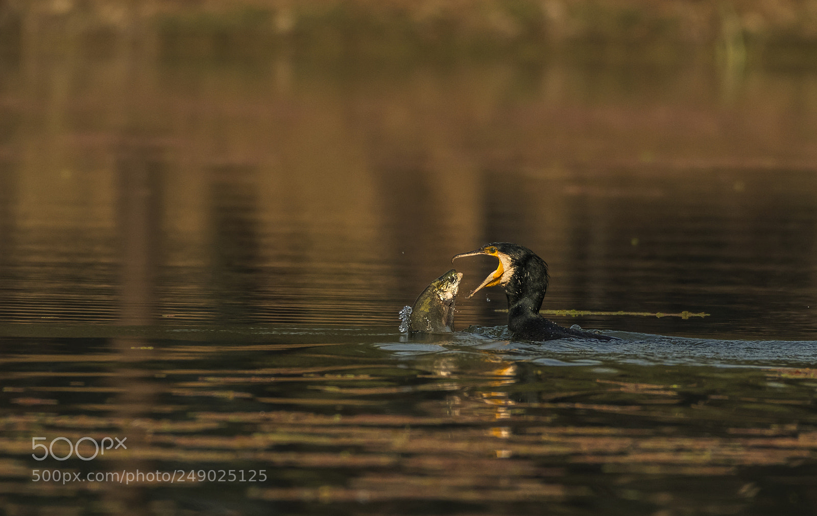 Nikon D500 sample photo. Cormorant photography
