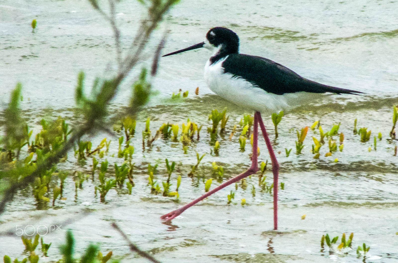 Panasonic Lumix DMC-FZ35 (Lumix DMC-FZ38) sample photo. Hawaiian stilt photography