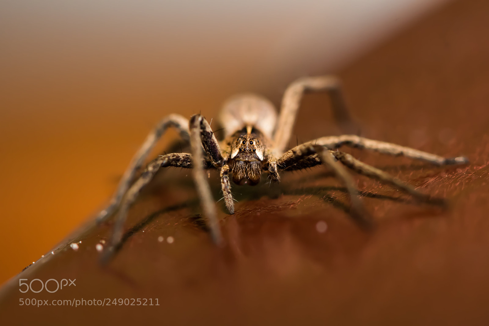 Nikon D500 sample photo. Spider photography