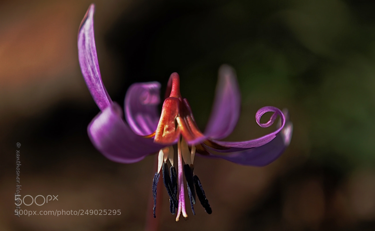 Canon EOS 60D sample photo. Erythronium dens-canis photography