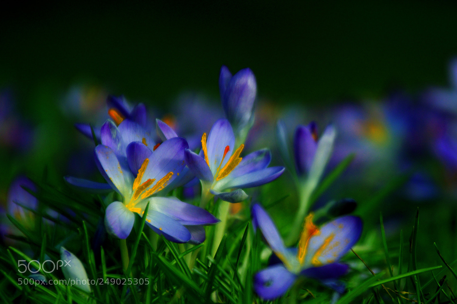 Sony SLT-A77 sample photo. Springtime photography