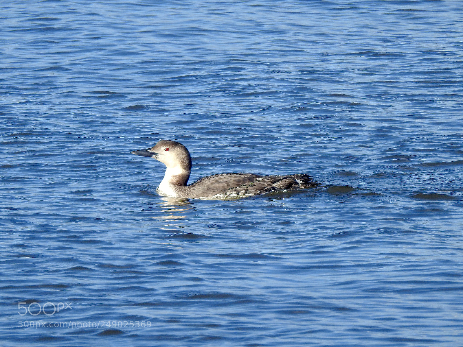 Nikon Coolpix P900 sample photo. Common loon photography