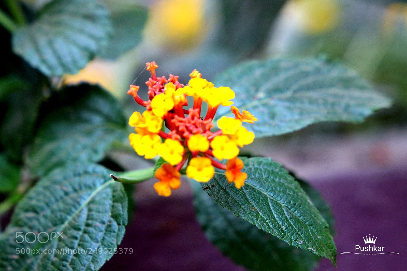 Canon EOS 1200D (EOS Rebel T5 / EOS Kiss X70 / EOS Hi) sample photo. Leaves photography