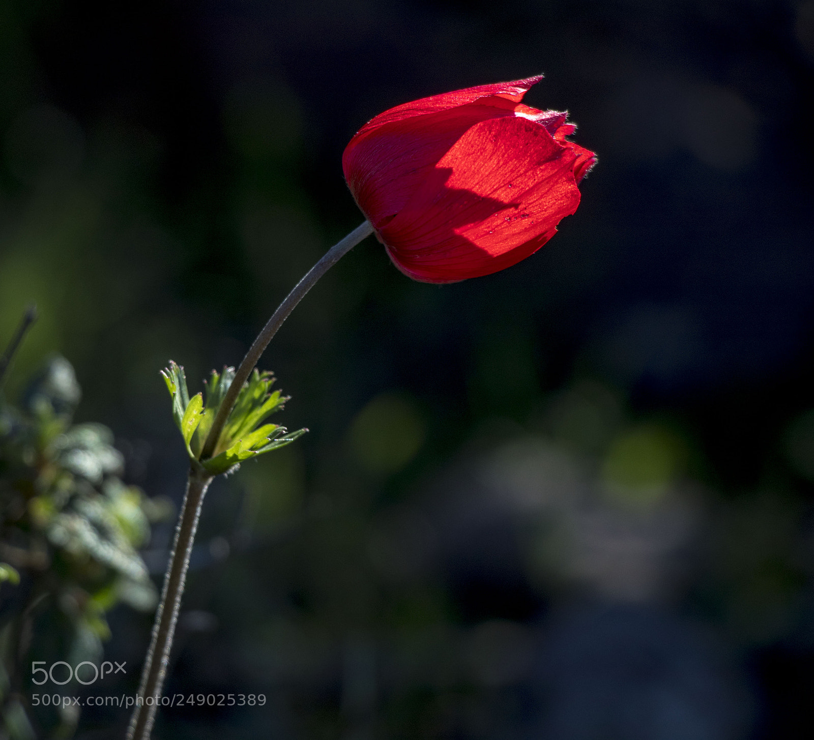 Canon EOS 77D (EOS 9000D / EOS 770D) sample photo. K rm z a photography