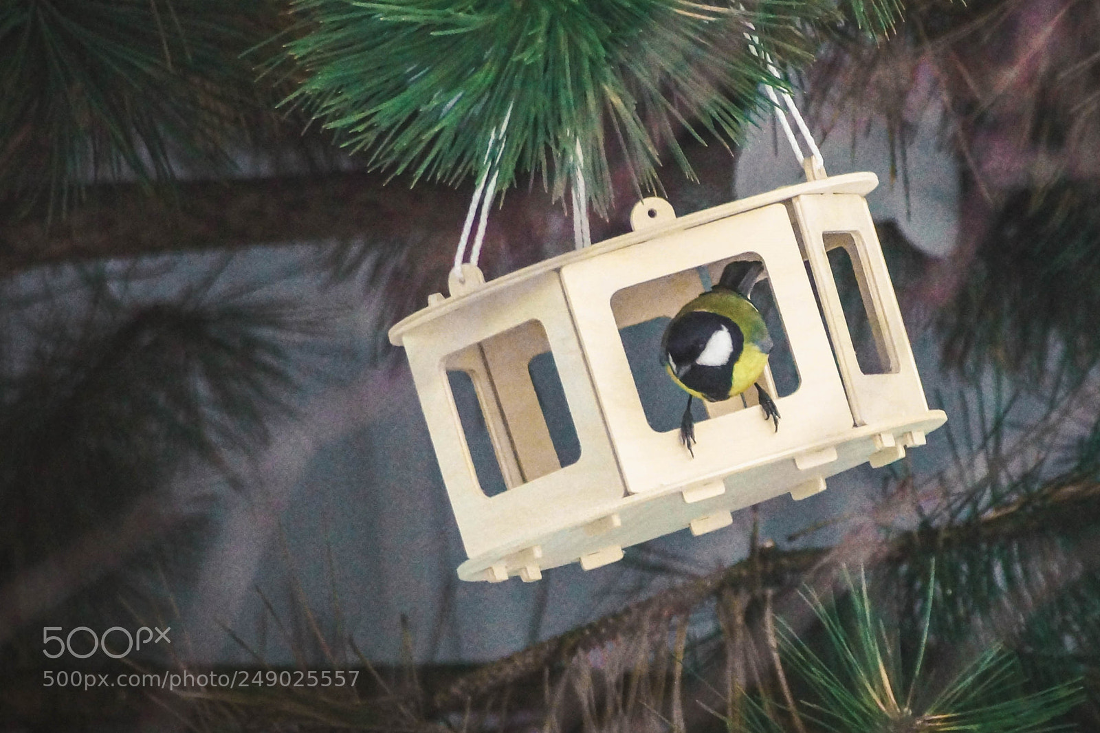 Sony SLT-A77 sample photo. Bird photography