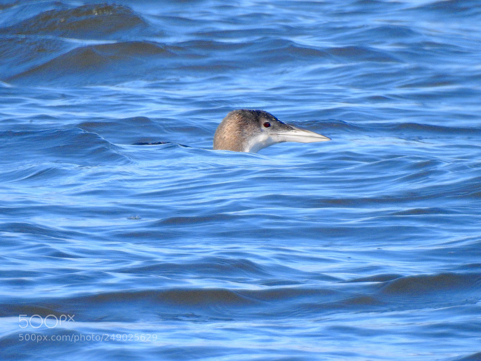 Nikon Coolpix P900 sample photo. Loon photography