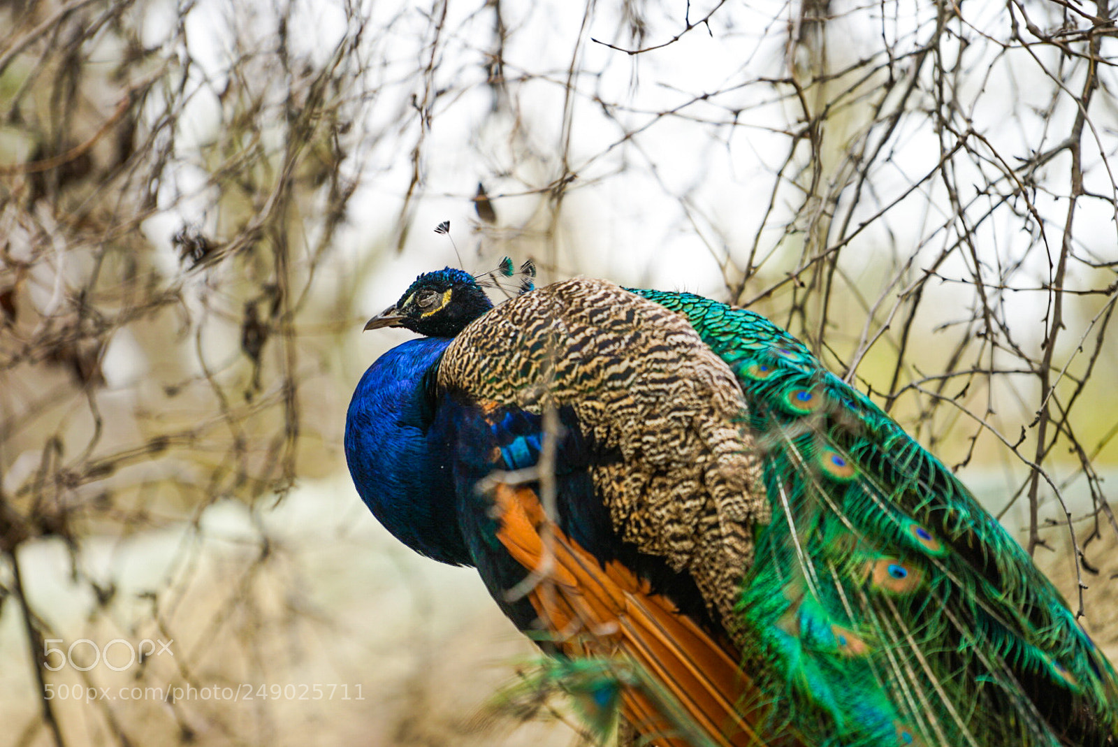 Sony a7 II sample photo. Chaffee zoo photography