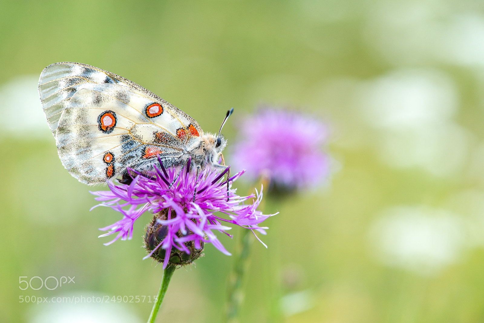 Nikon D800E sample photo. Parnassius apollo or grand photography