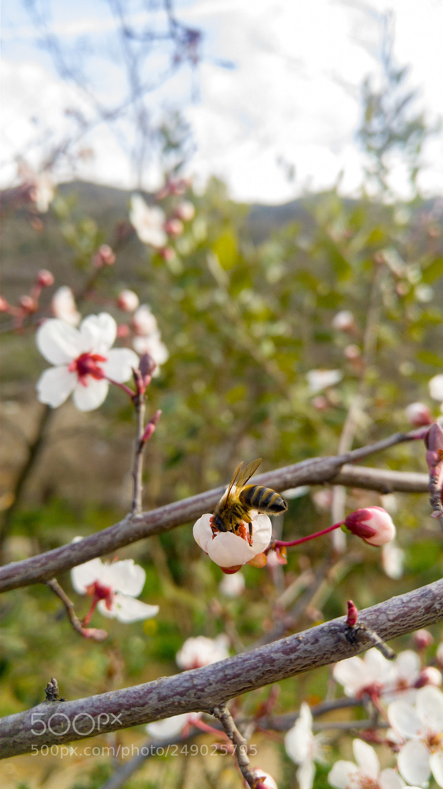 LG G4 sample photo. Spring photography