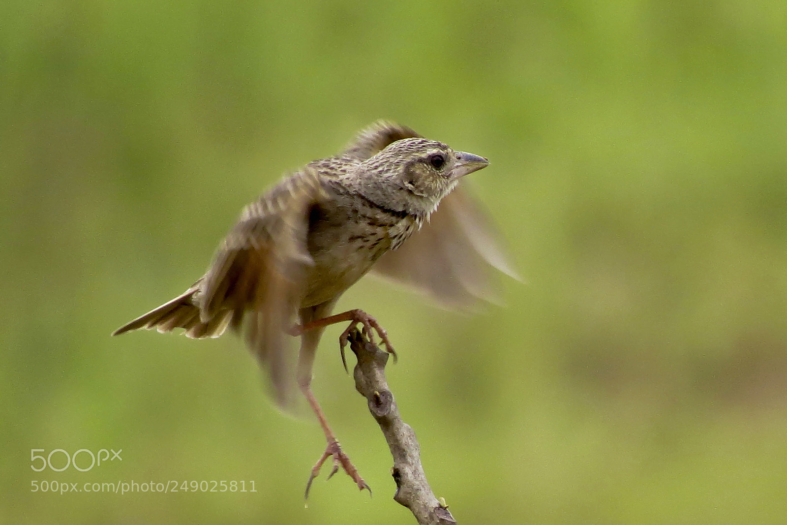 Canon PowerShot SX50 HS sample photo. Bengal bushlark photography