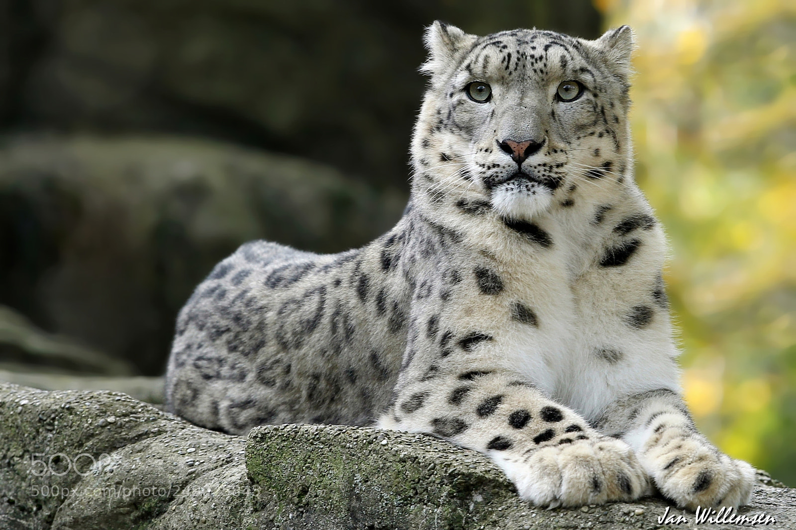 Canon EOS-1D Mark IV sample photo. Snow leopard photography
