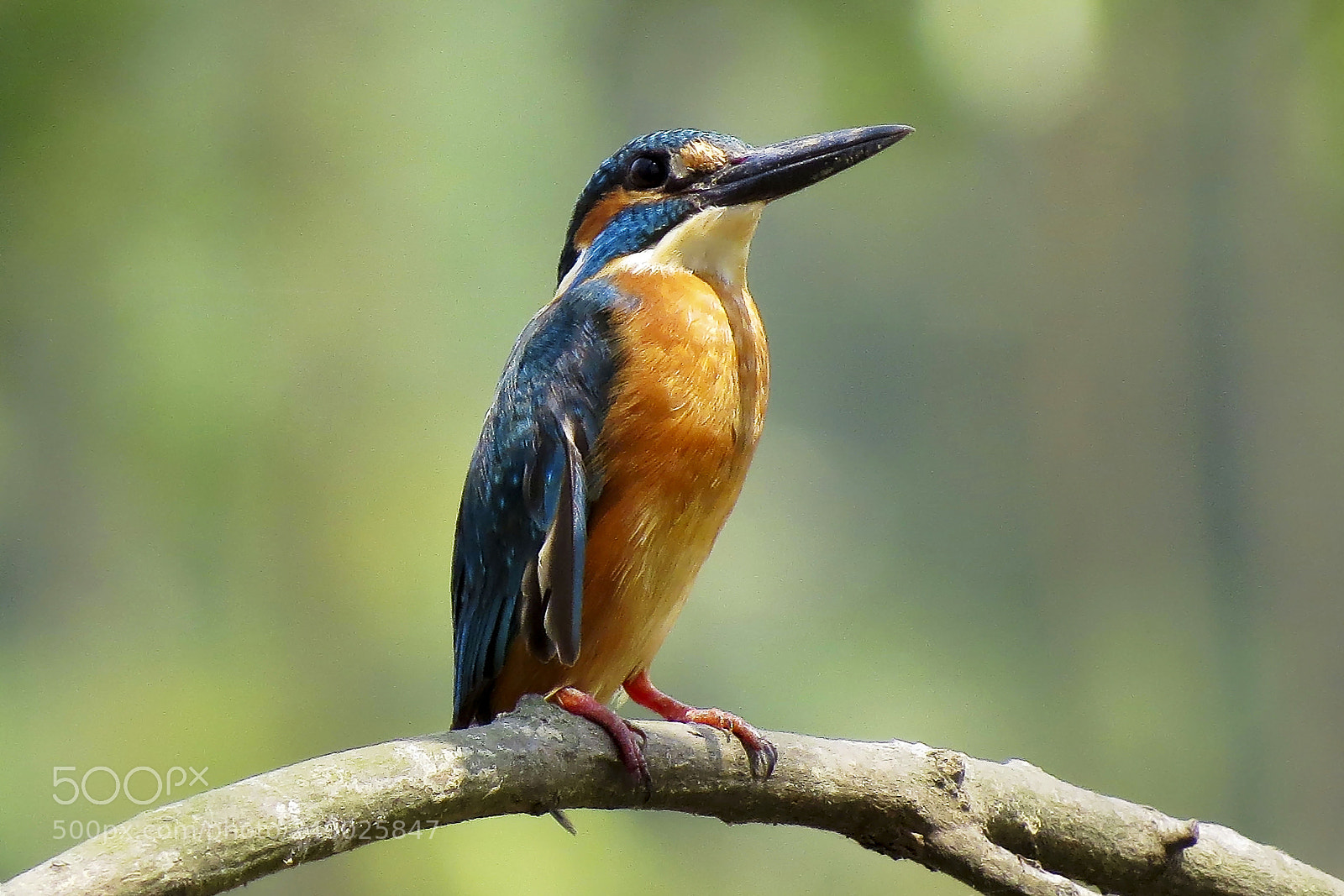 Canon PowerShot SX50 HS sample photo. Common kingfisher photography