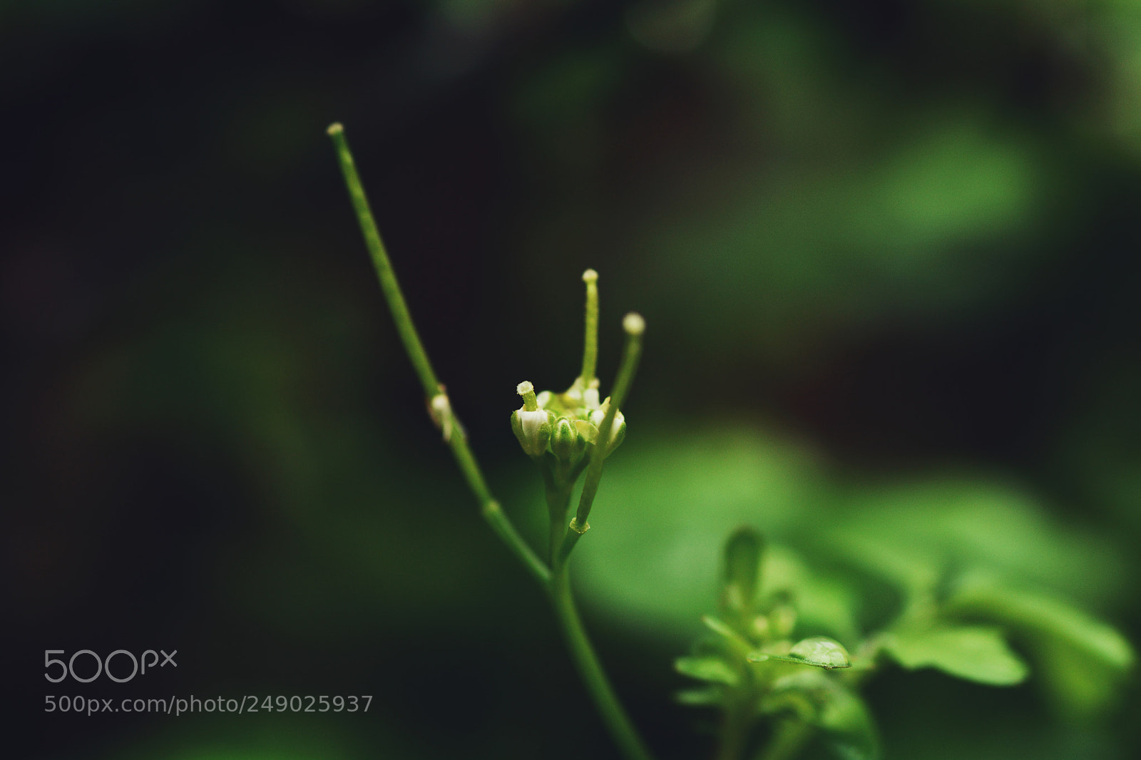 Nikon D7100 sample photo. Untitled photography
