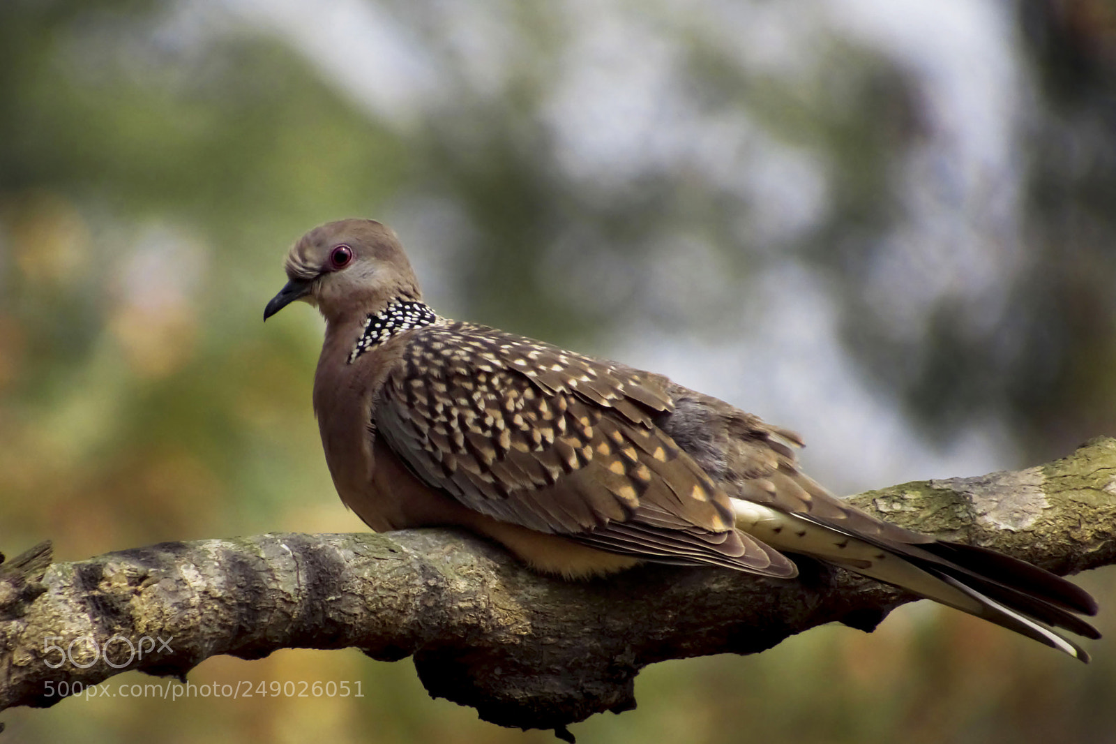 Canon PowerShot SX50 HS sample photo. Spotted dove photography