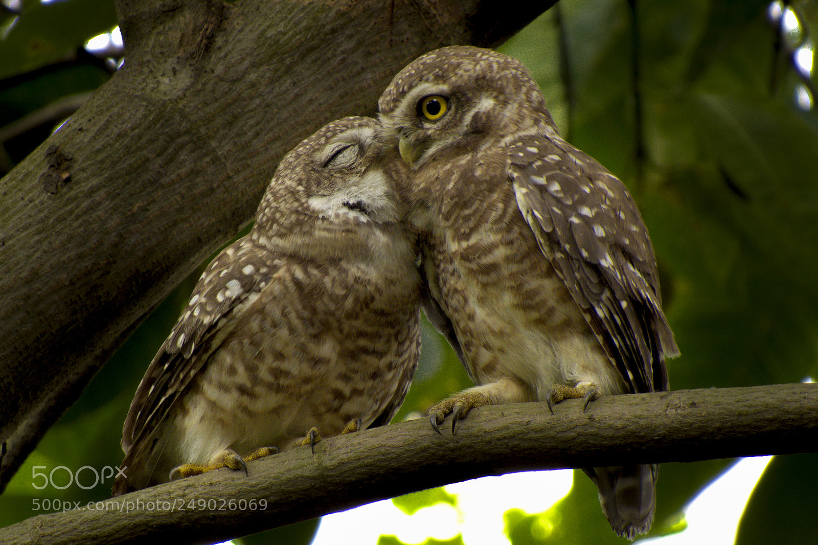 Canon PowerShot SX50 HS sample photo. Spotted owl couple photography