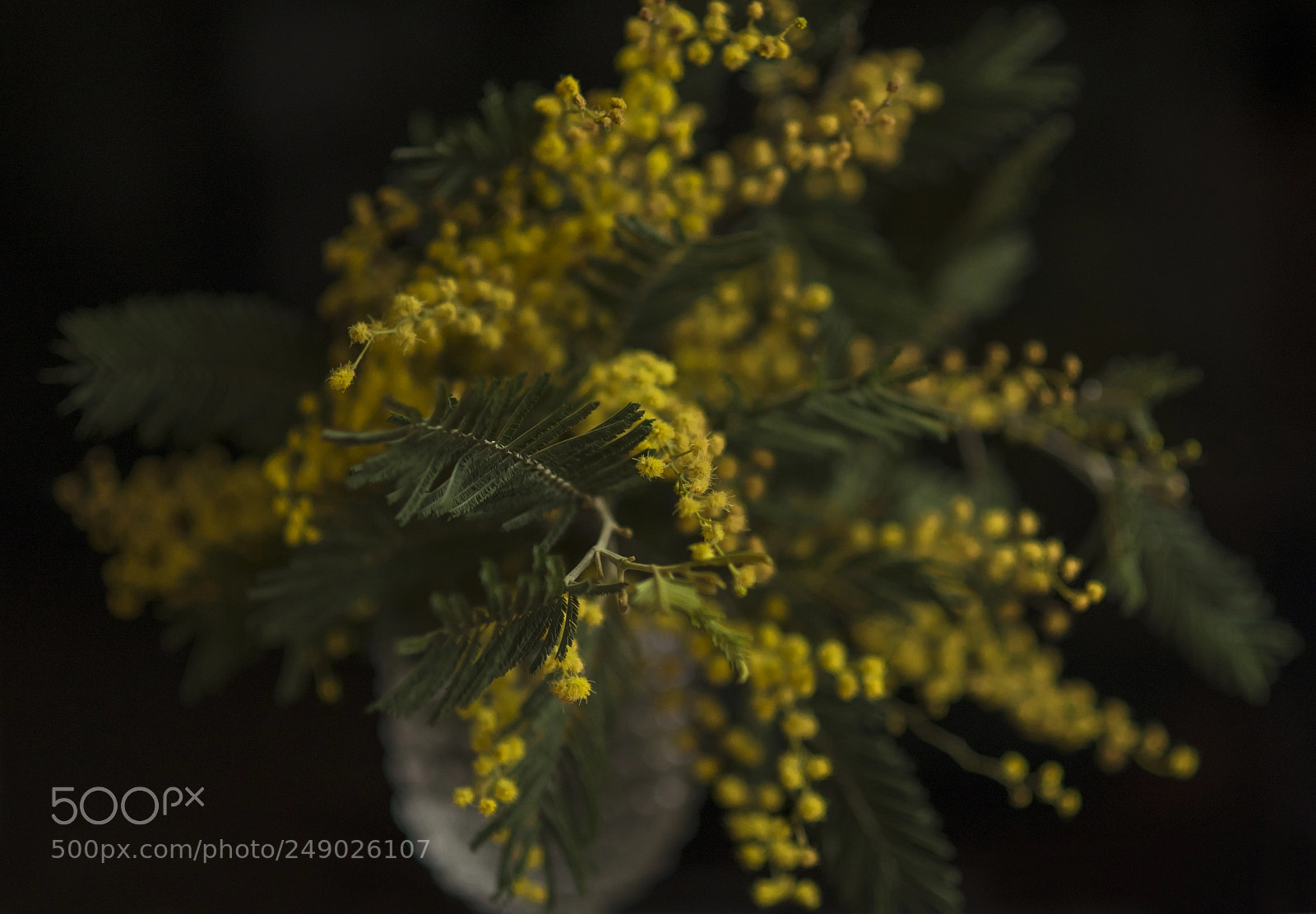 Nikon D610 sample photo. Мімоза photography