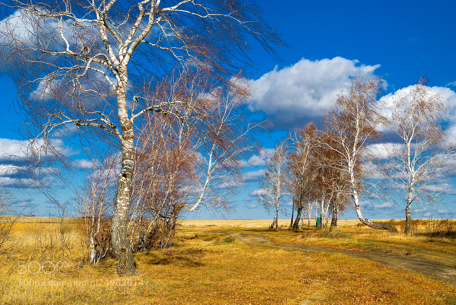 Fujifilm FinePix S3 Pro sample photo. Birch wind photography