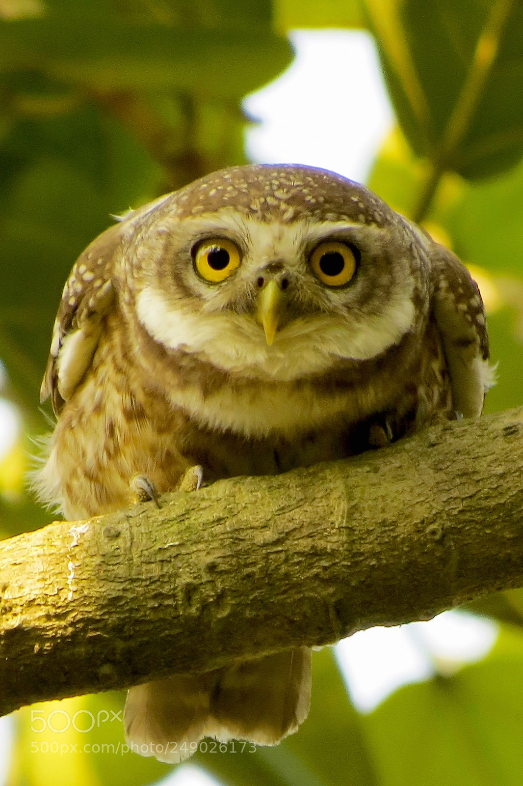 Canon PowerShot SX50 HS sample photo. Spotted owl photography