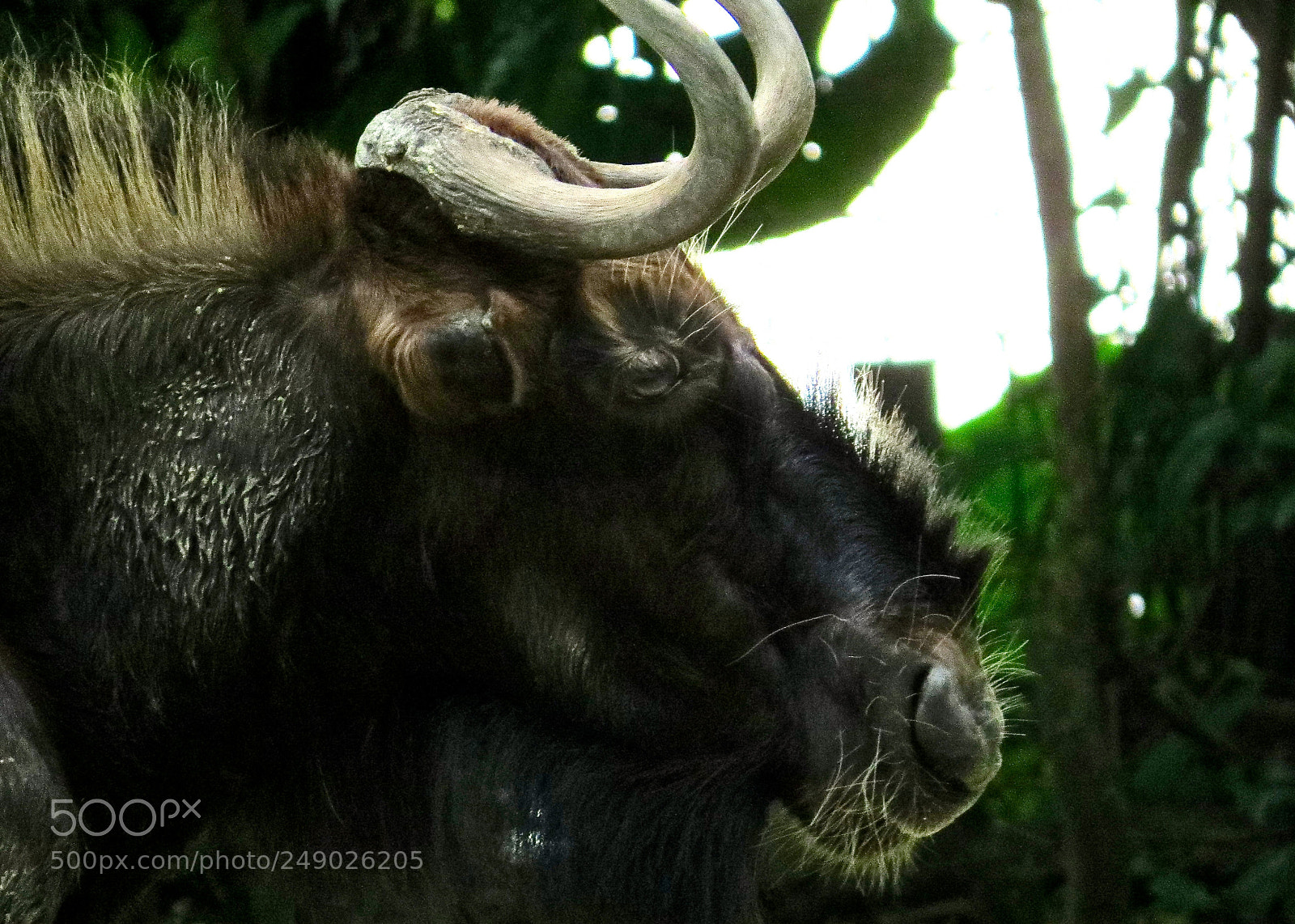 Canon PowerShot SX50 HS sample photo. Wildbeast photography