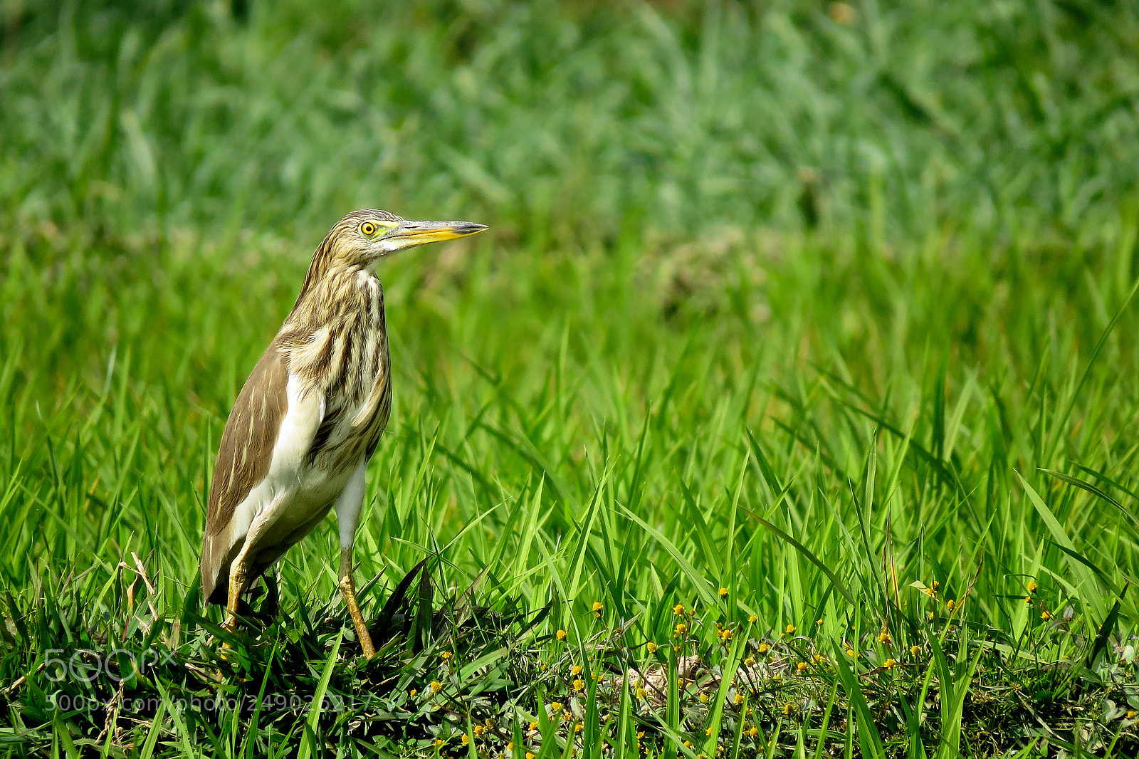 Canon PowerShot SX50 HS sample photo. Indian pond heron photography