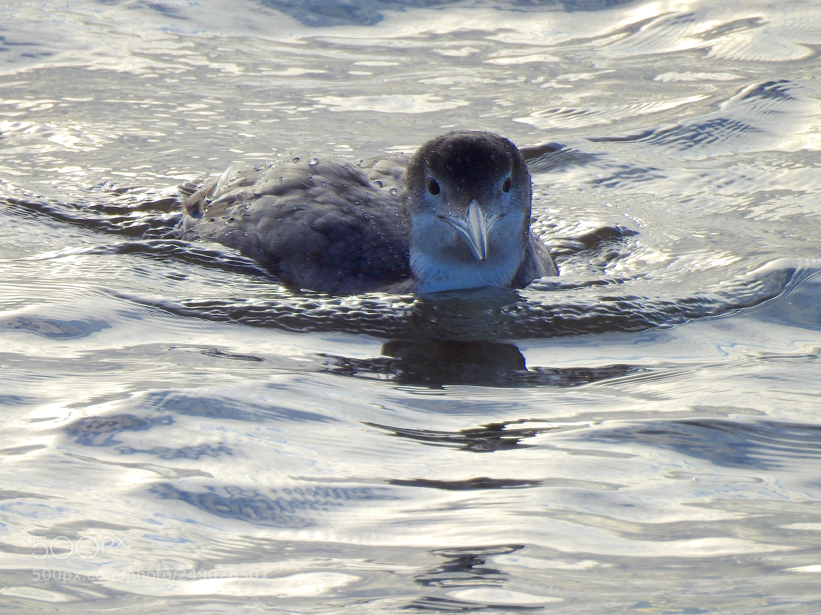 Nikon Coolpix P900 sample photo. Sunset loon photography