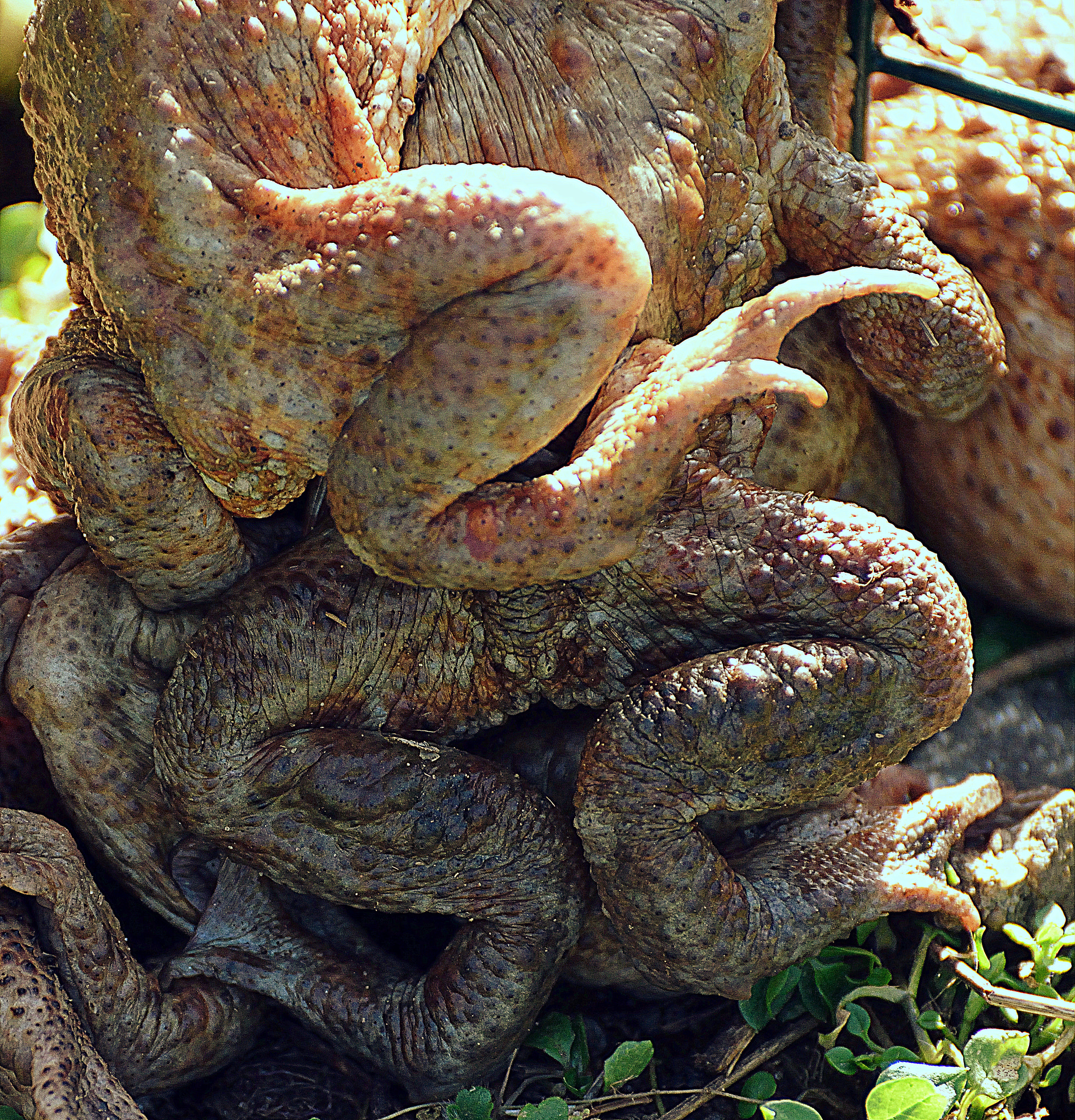 Nikon D3300 sample photo. Frogs in love photography