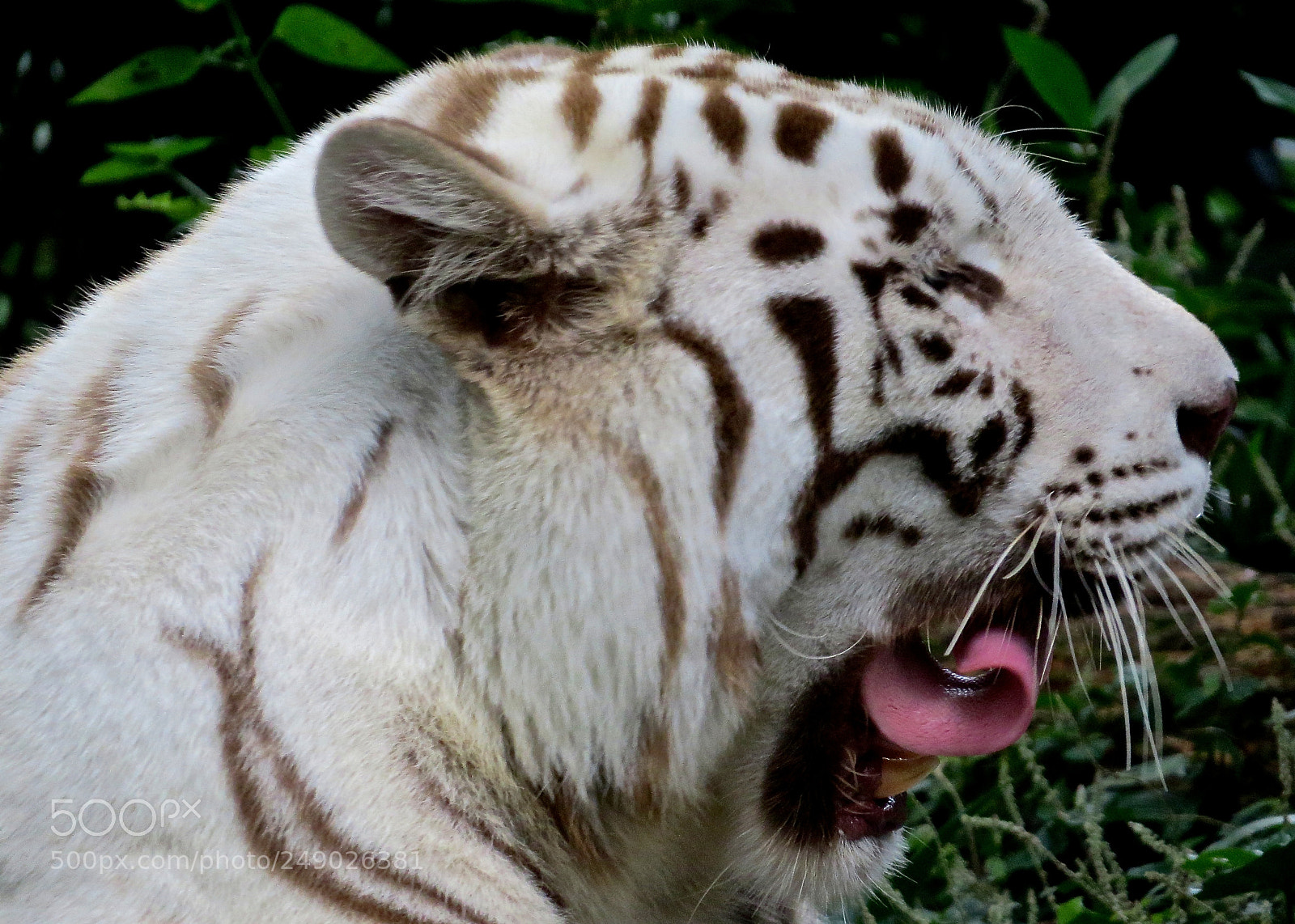 Canon PowerShot SX50 HS sample photo. White tiger photography