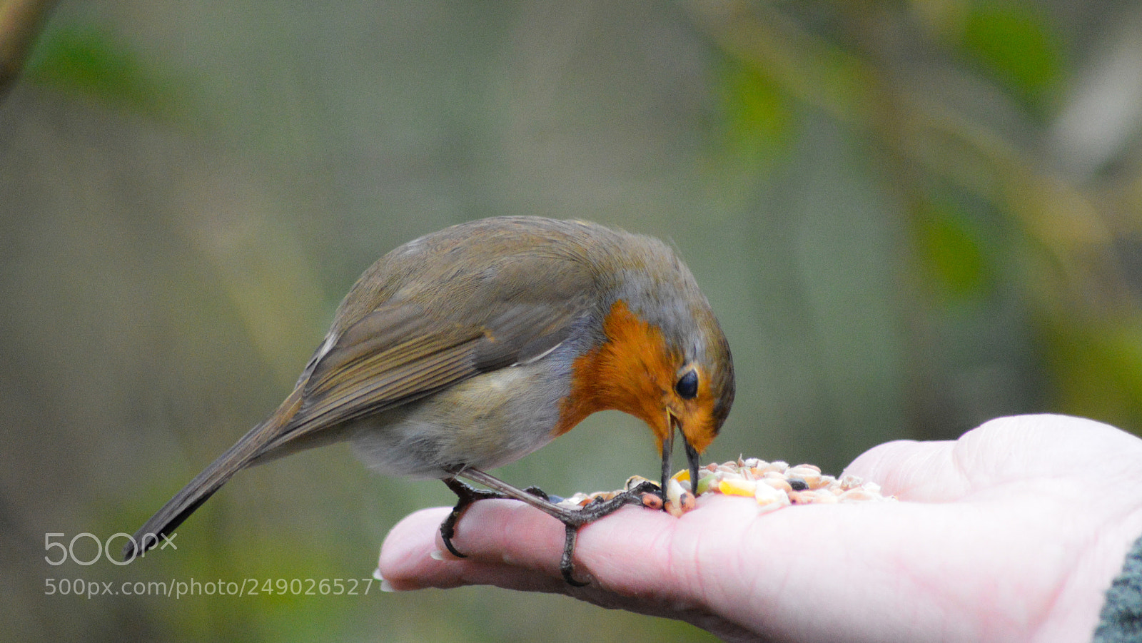 Nikon D3200 sample photo. Bird in the hand photography
