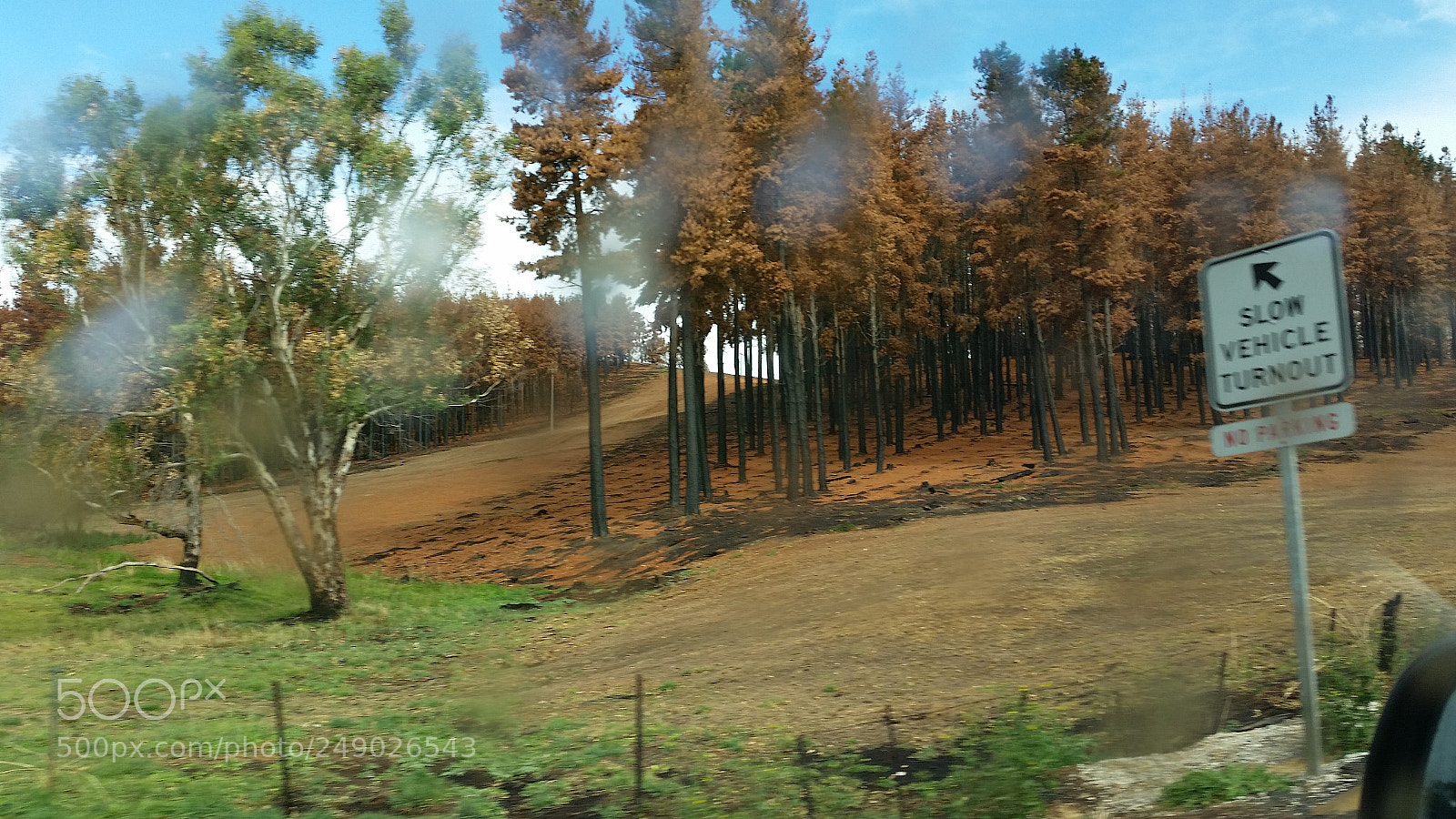 Samsung Galaxy S5 sample photo. Brown forest photography
