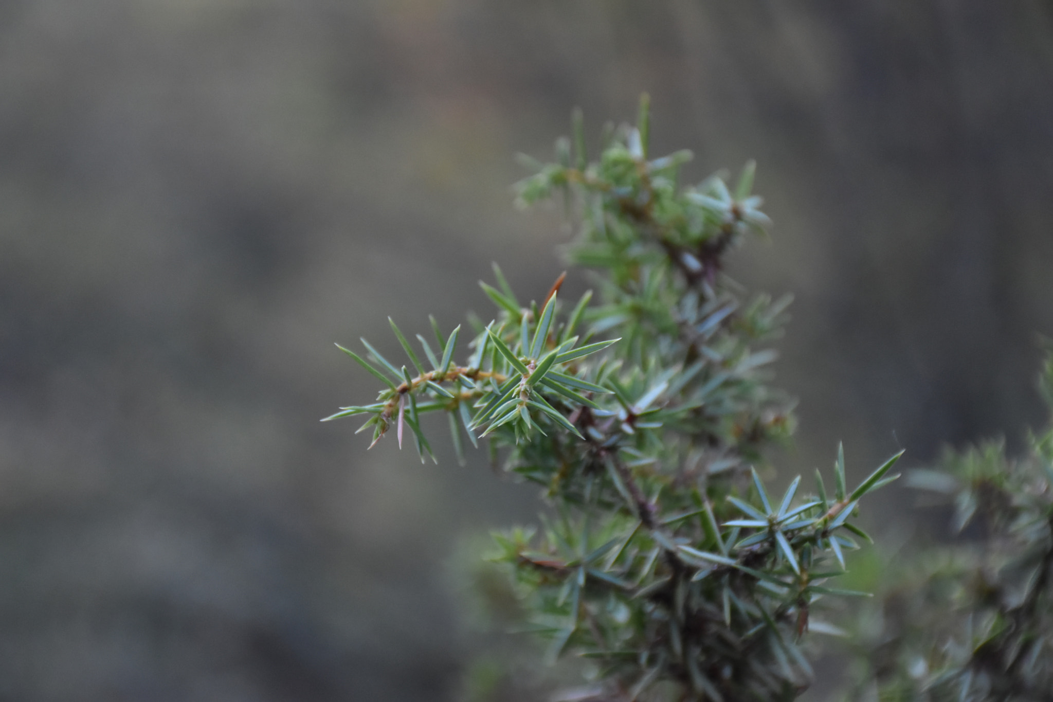 Nikon D5500 sample photo. Green photography