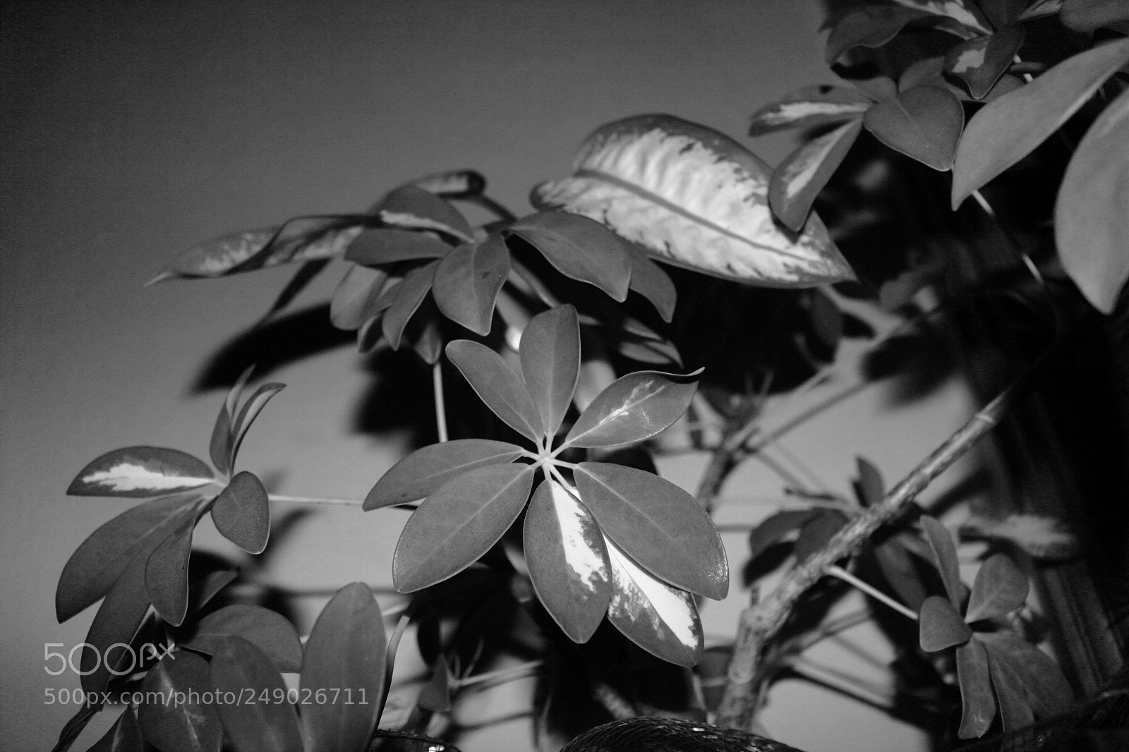 Canon EOS 700D (EOS Rebel T5i / EOS Kiss X7i) sample photo. Untitled photography