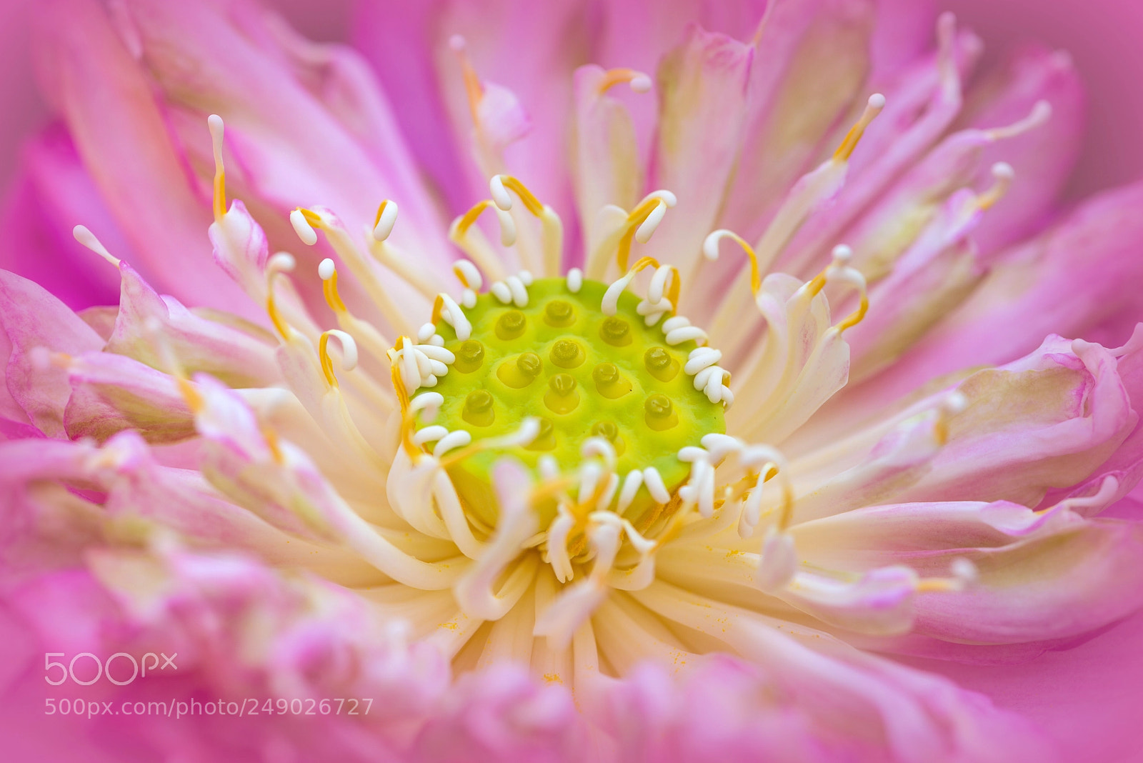 Nikon D610 sample photo. At the heart of photography
