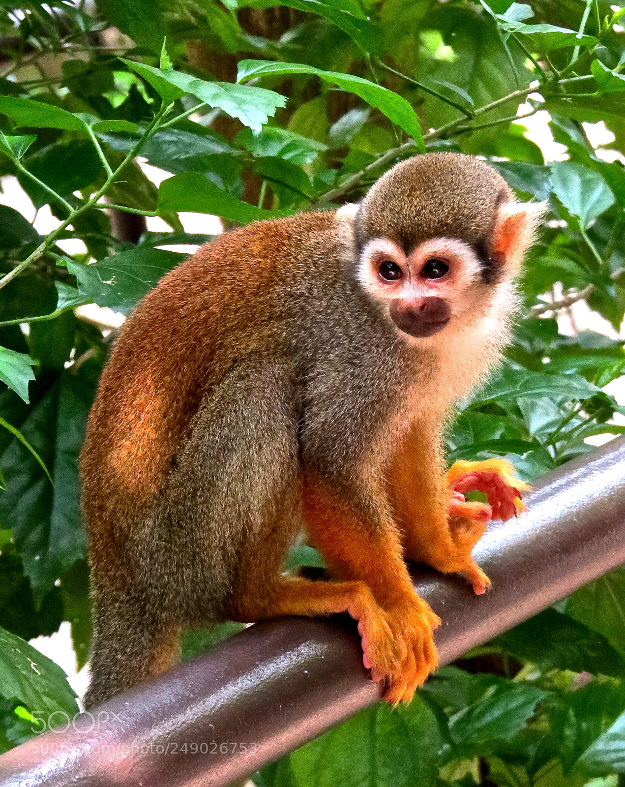 Canon PowerShot SX50 HS sample photo. Squirrel monkey photography