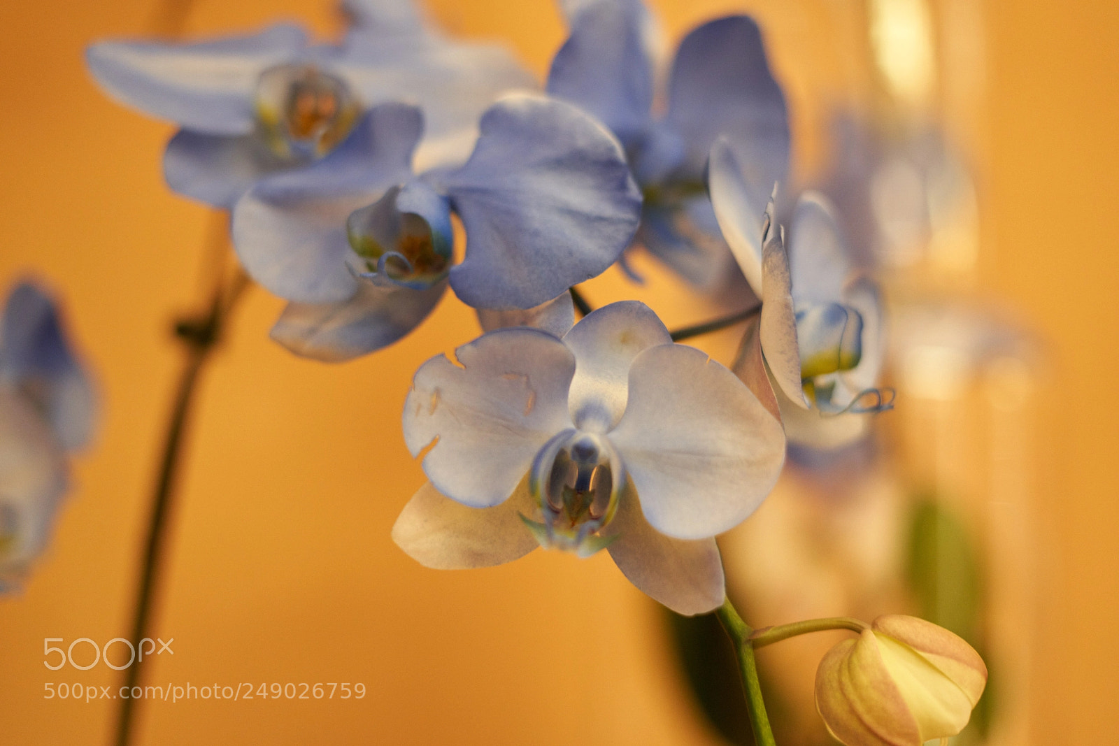 Sony a7R III sample photo. Desert orchids photography