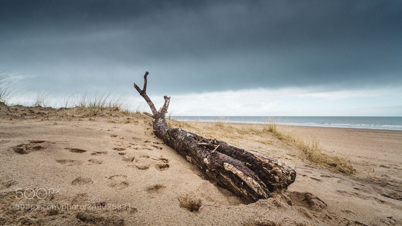 Sony a7R II sample photo. Driftwood photography