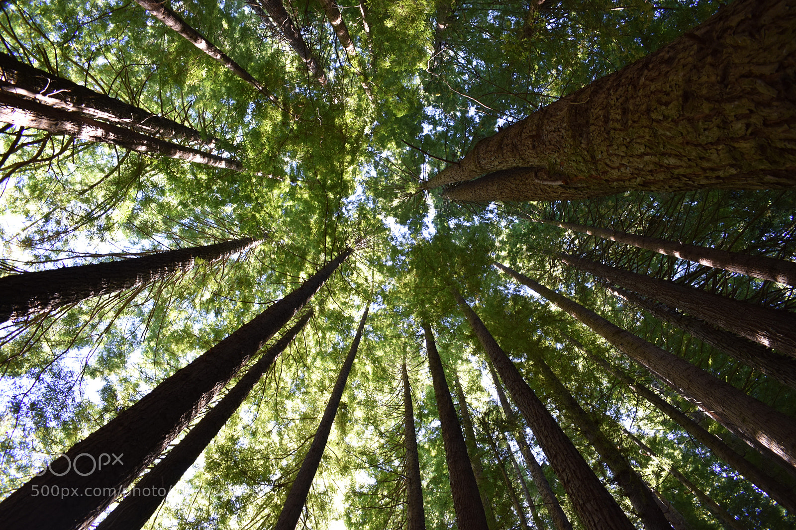 Nikon D3400 sample photo. Looking up into the photography