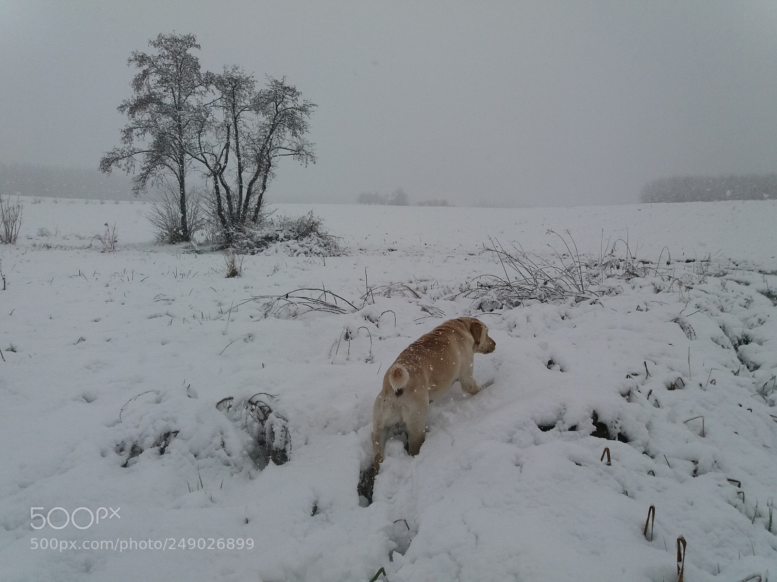 Samsung Galaxy J5(2016) sample photo. Winter photography