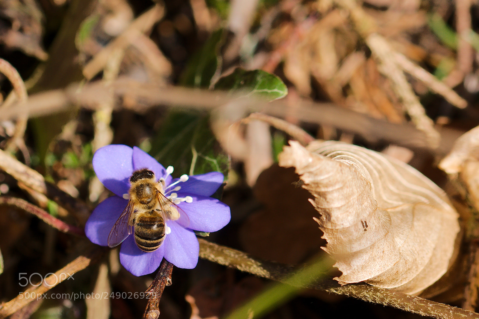 Sony a6000 sample photo. Meine erste biene 2018 photography