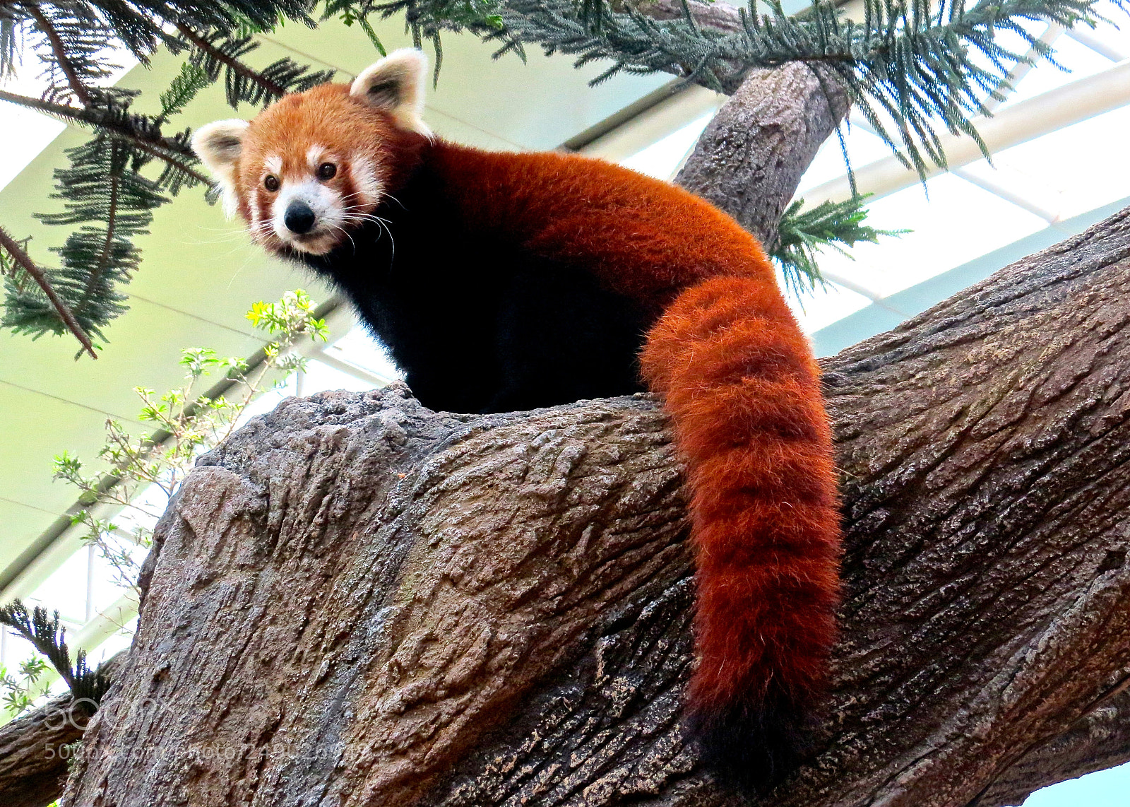 Canon PowerShot SX50 HS sample photo. Red panda photography