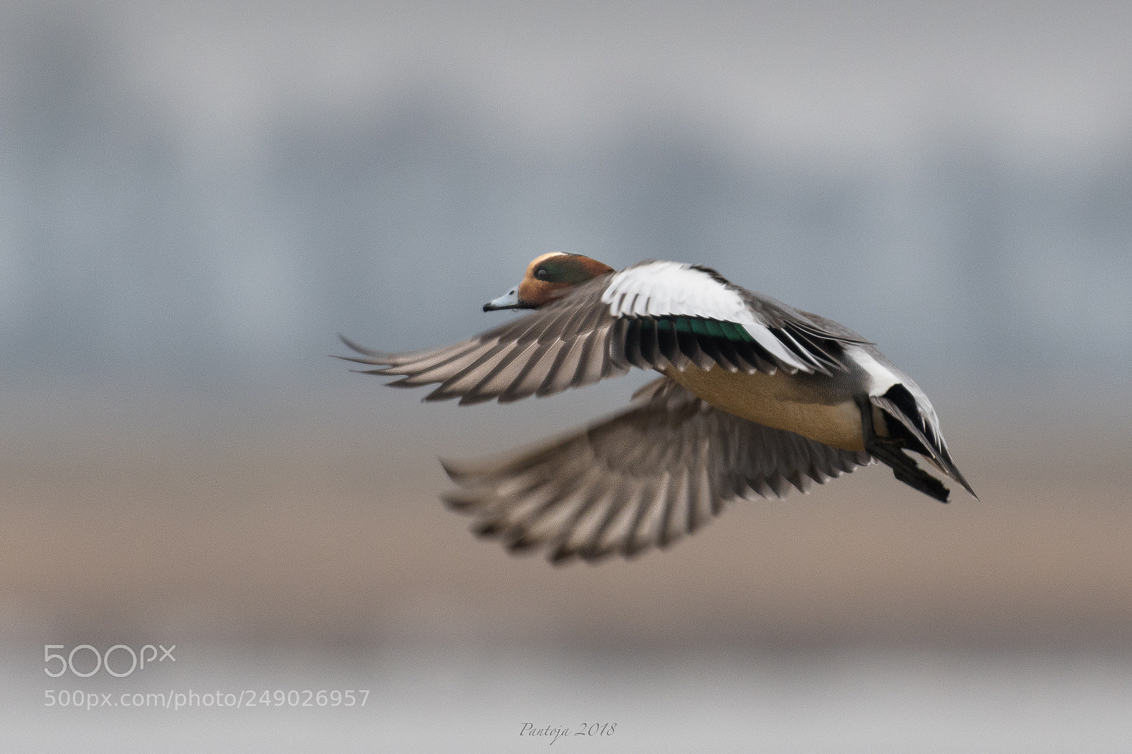 Nikon D500 sample photo. Wigeon photography