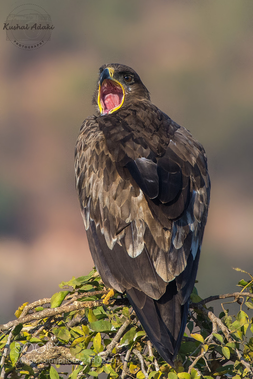 Nikon D7200 sample photo. Steppe eagle photography