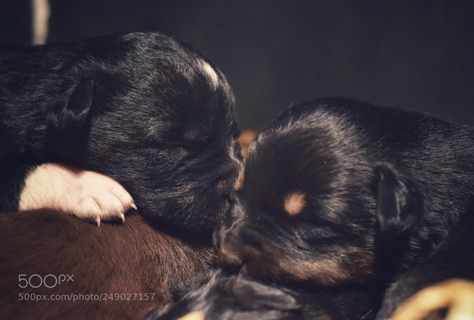 Nikon D5600 sample photo. Are they puppies or photography